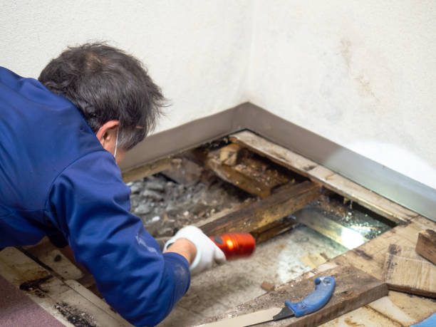 Reliable Nephi, UT Mold Removal Solutions