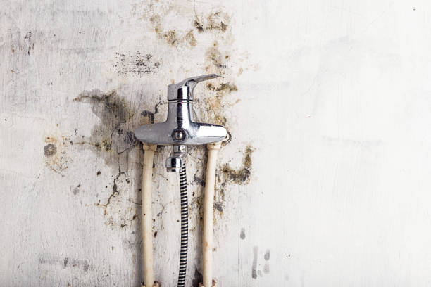 Mold Removal Process in Nephi, UT