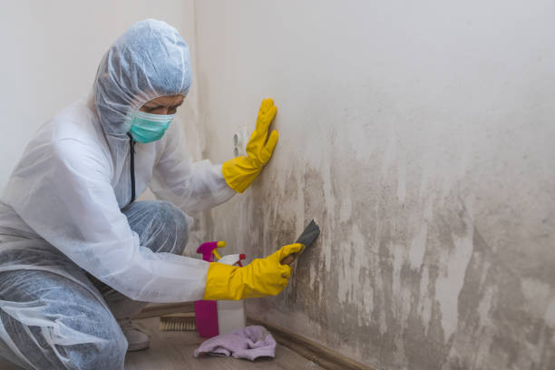 Best Home Mold Removal  in Nephi, UT