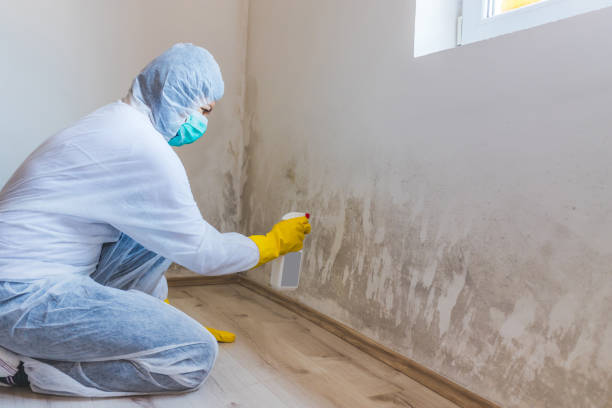 Best Residential Mold Removal  in Nephi, UT