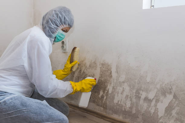 Best Office Mold Removal Services  in Nephi, UT