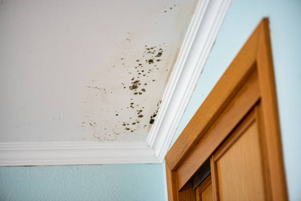 Best Attic Mold Removal  in Nephi, UT