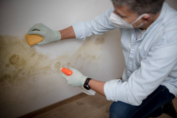 Best Certified Mold Removal  in Nephi, UT