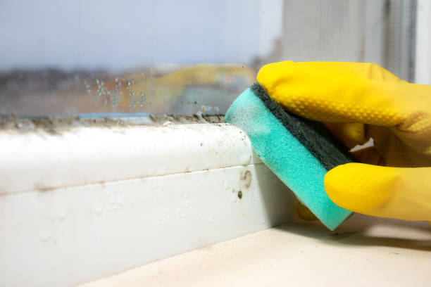 Best Mold Removal Company Near Me  in Nephi, UT