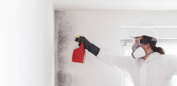 Best Emergency Mold Removal  in Nephi, UT
