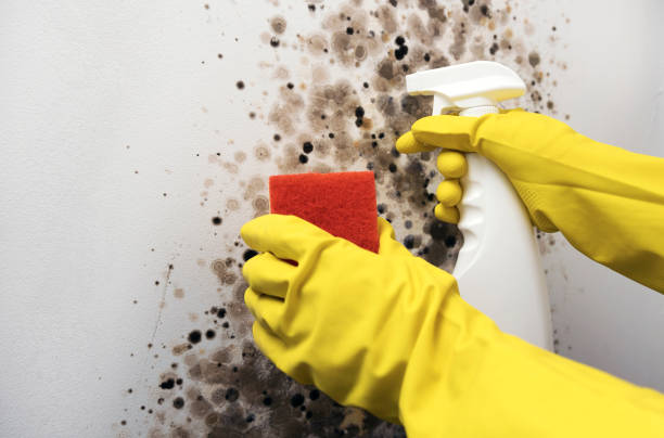 Best Crawl Space Mold Removal  in Nephi, UT