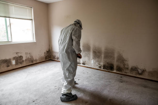 Nephi, UT Mold Removal Company