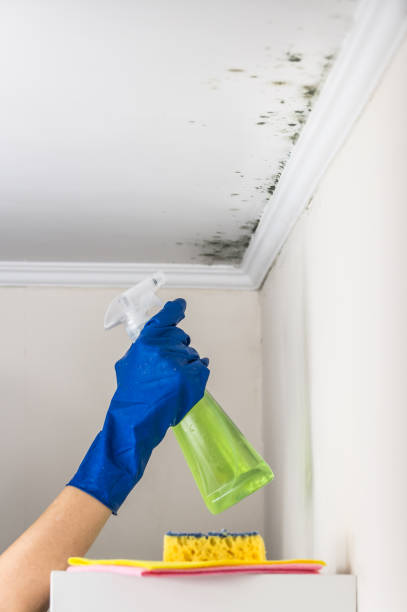 Best Mold Remediation  in Nephi, UT