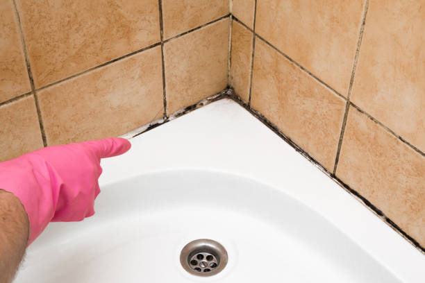 Best Mold Damage Repair  in Nephi, UT