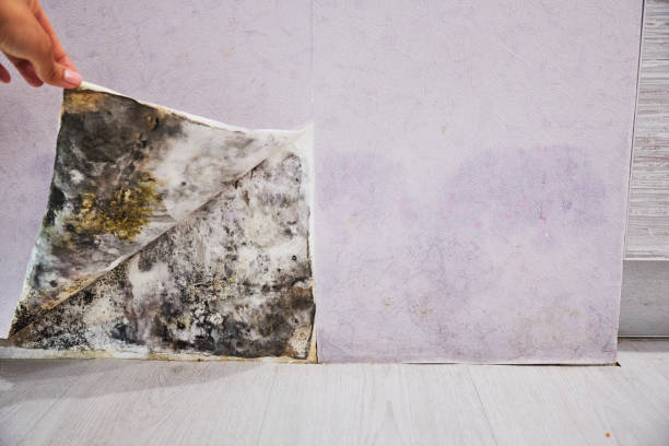 Certified Mold Removal in Nephi, UT